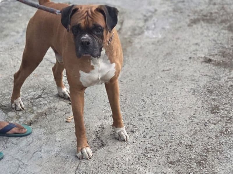 Boxer 7 years old male medium named Pablo for breeding in Bareilly Division, Uttar Pradesh | Petmeetly