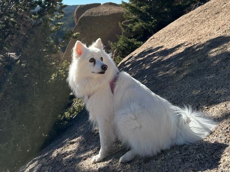 Japanese Spitz 7 years 6 months old female medium named Minnie for breeding in Douglas County, Colorado | Petmeetly