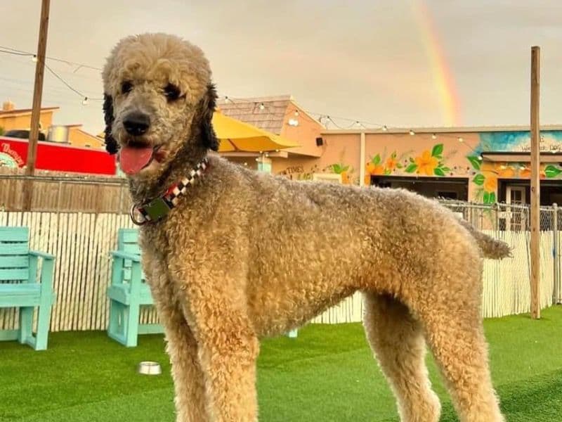 Standard Poodle 4 years 4 months old female medium named Aurora for breeding in Bradford County, Pennsylvania | Petmeetly