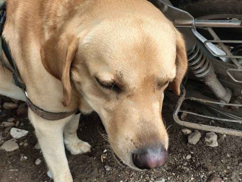 Australian Labrodoodle 6 years 5 months old male large named Tiger for breeding in Surat, Gujarat | Petmeetly