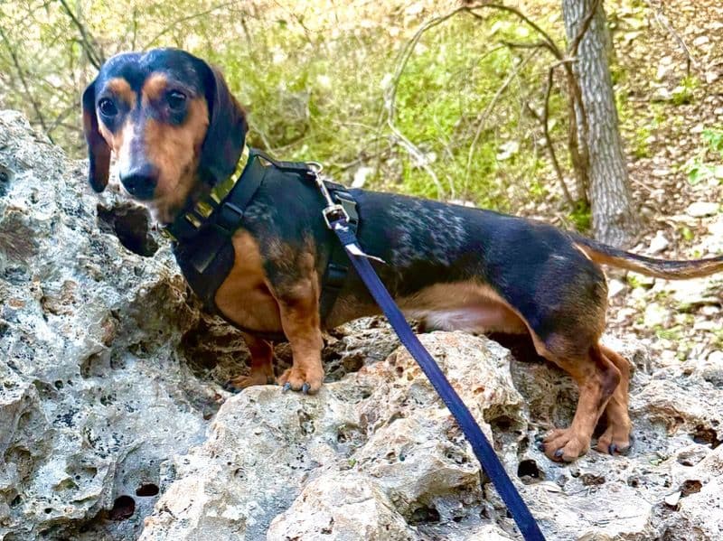 Miniature Dachshund 2 years 1 month old male small named Rocky for breeding in Comal County, Texas | Petmeetly