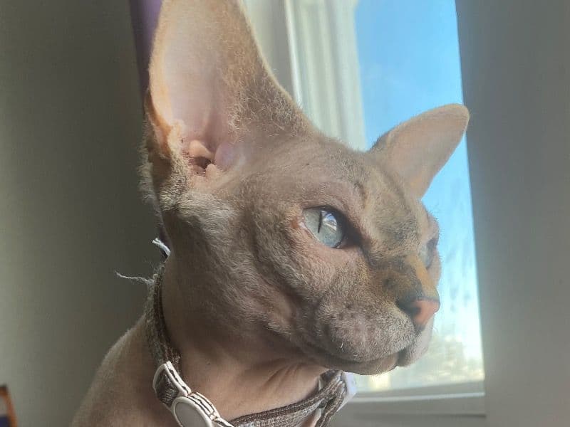 Sphynx 1 year 6 months old male named Santiago for breeding in Hamilton County, Ohio | Petmeetly