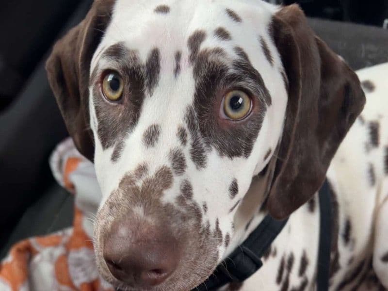 Dalmatian 4 months old female medium named Luna for breeding in Will County, Illinois | Petmeetly