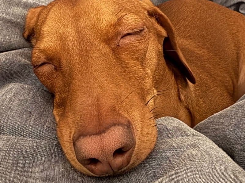 Miniature Dachshund 2 years 5 months old female medium named Popcorn for breeding | Petmeetly