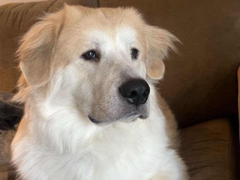 Great Pyrenees 2 years old male extra large named Zero for breeding in Muscogee County, Georgia | Petmeetly
