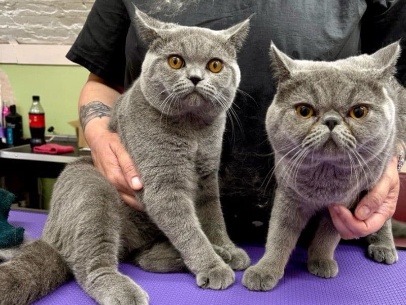 British Shorthair 1 year 3 months old male named Lucky / Yumos for breeding in Greater London, England | Petmeetly