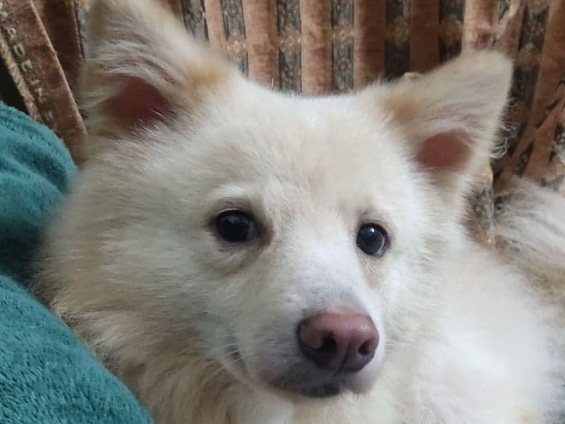 American Eskimo 5 years 6 months old male small named Jimmy for breeding in कोंकण डिव्हिजन, महाराष्ट्र | Petmeetly