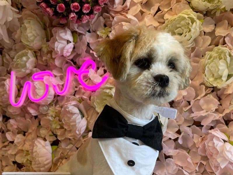 Lhasa Apso 2 years old male medium named Kenzo for breeding in South Yorkshire, England | Petmeetly