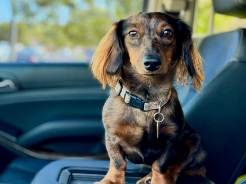 Miniature Dachshund 2 years 6 months old female small named Minnie for breeding in Maricopa County, Arizona | Petmeetly