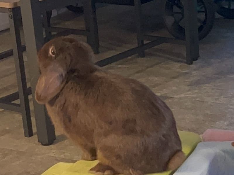Dexter - Holland Lop | Petmeetly