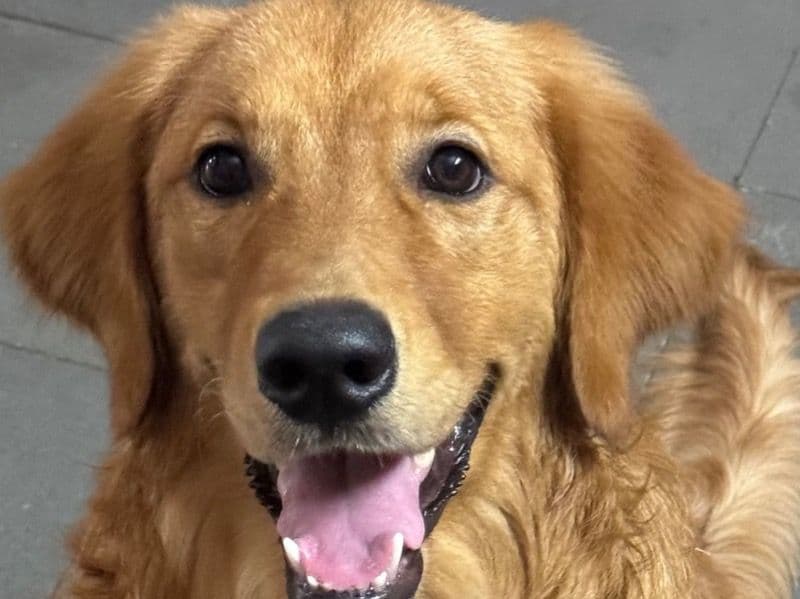 English Golden Retriever 1 year 10 months old male large named Leo for breeding in Hyderabad, Telangana | Petmeetly