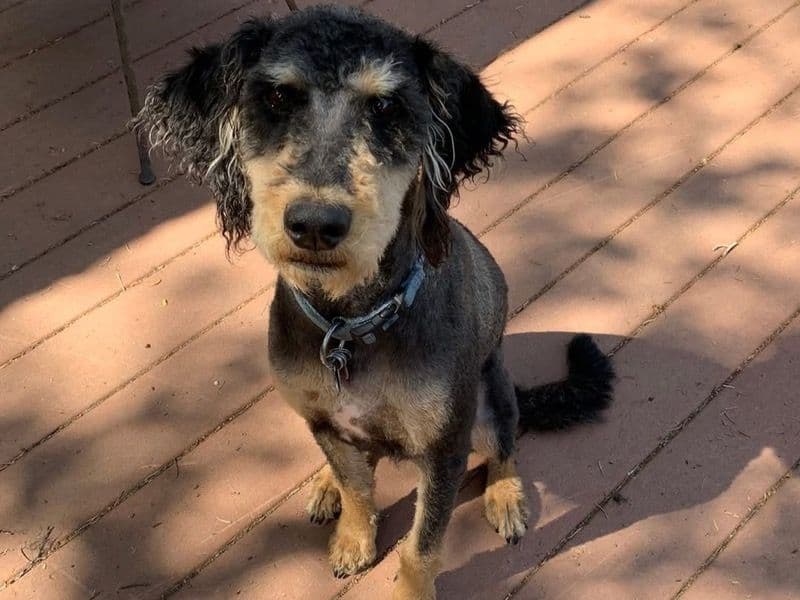Poodle 3 years 4 months old male medium named Benji for breeding in Deer Park, Washington | Petmeetly