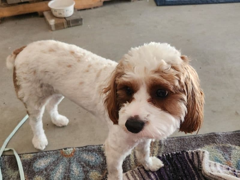 Cavapoo (Cavadoodle) 1 year 2 months old female medium named Bailey for breeding in Montgomery County, Missouri | Petmeetly