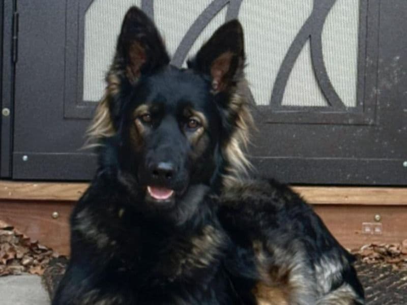 Sable German Shepherd 1 year 9 months old female large named Nyx for breeding in El Paso County, Colorado | Petmeetly