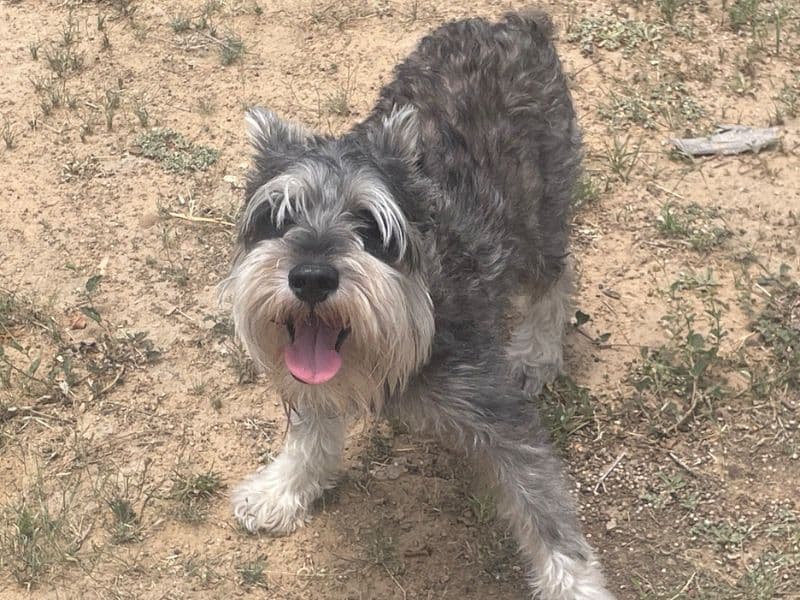 Standard Schnauzer 2 years 5 months old male medium named Pepper for breeding in Buffalo Grove, Illinois | Petmeetly