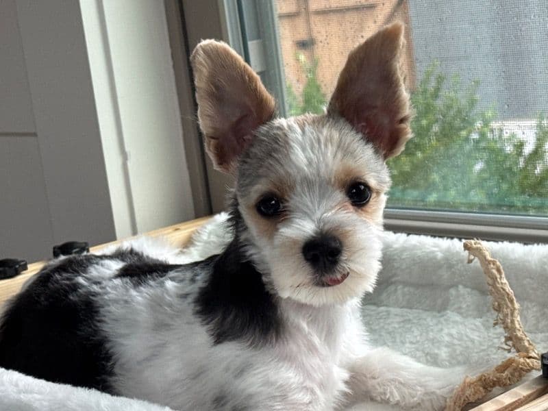 Yorkshire Terrier 9 months old female small named Lily for breeding in Rabun County, Georgia | Petmeetly