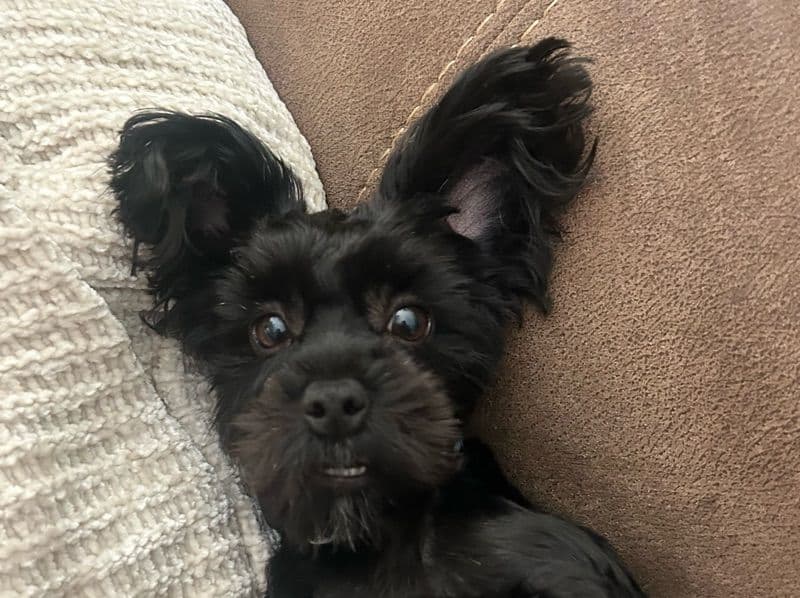 Yorkipoo 1 year 1 month old male small named Rhett for breeding | Petmeetly