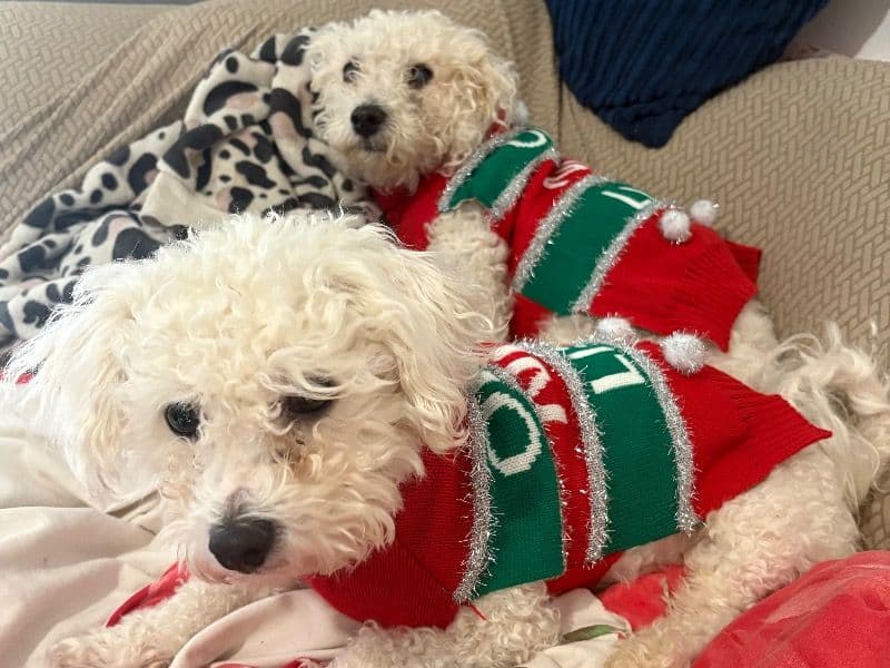 Bichon Frise 6 years old male small named Marley for breeding in North Yorkshire, England | Petmeetly