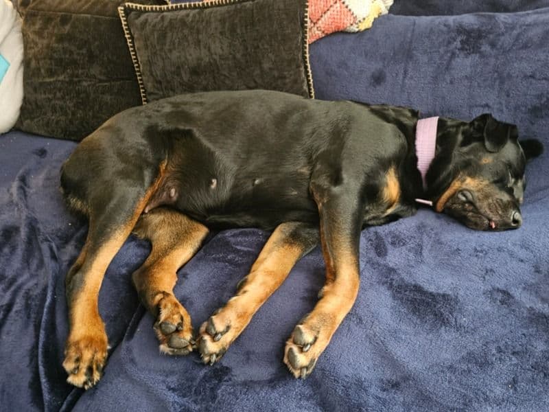 Rottweiler 5 years 9 months old female large named Freya for breeding in Harris County, Texas | Petmeetly