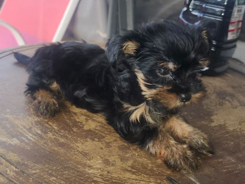Yorkshire Terrier 6 months old female small named Ellie for breeding in McLennan County, Texas | Petmeetly