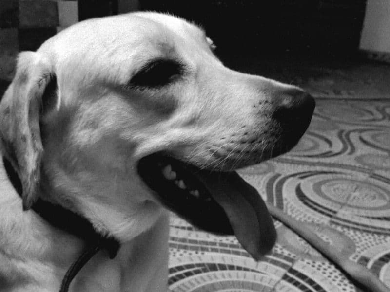 Labrador Retriever 1 year 10 months old male small named Jack for breeding in Kinathukadavu, Tamil Nadu | Petmeetly