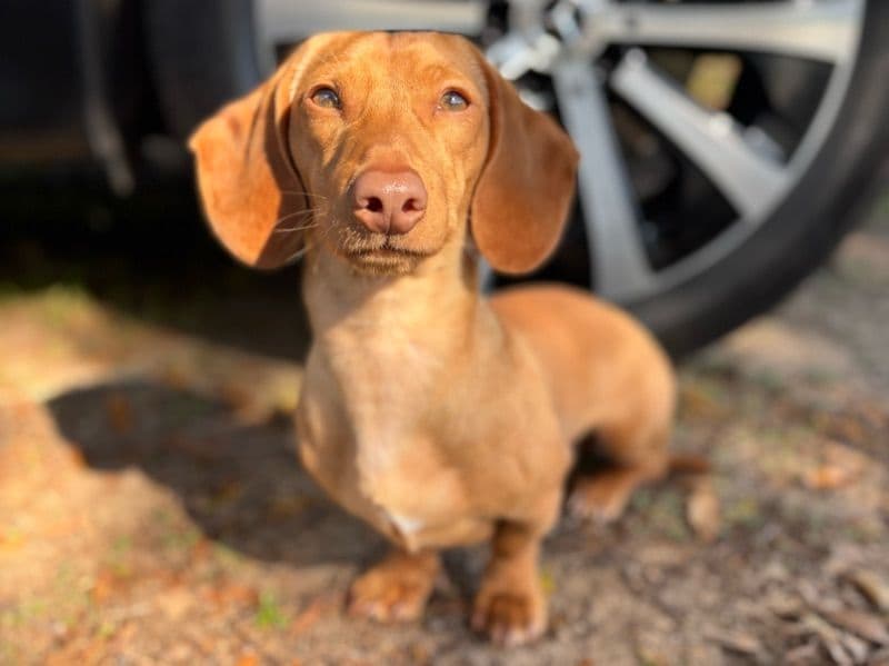 Dachshund 2 years 3 months old male small named Jasper for breeding in Telfair County, Georgia | Petmeetly