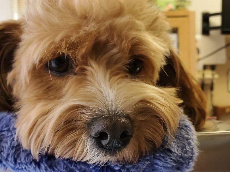 Cavapoo (Cavadoodle) 2 years 5 months old female small named Baby for breeding in Orange County, California | Petmeetly
