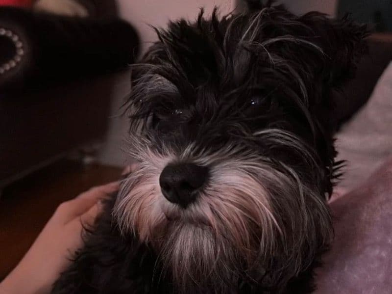 Miniature Schnauzer 3 years old female small named Stormy for sale in Cook County, Illinois | Petmeetly