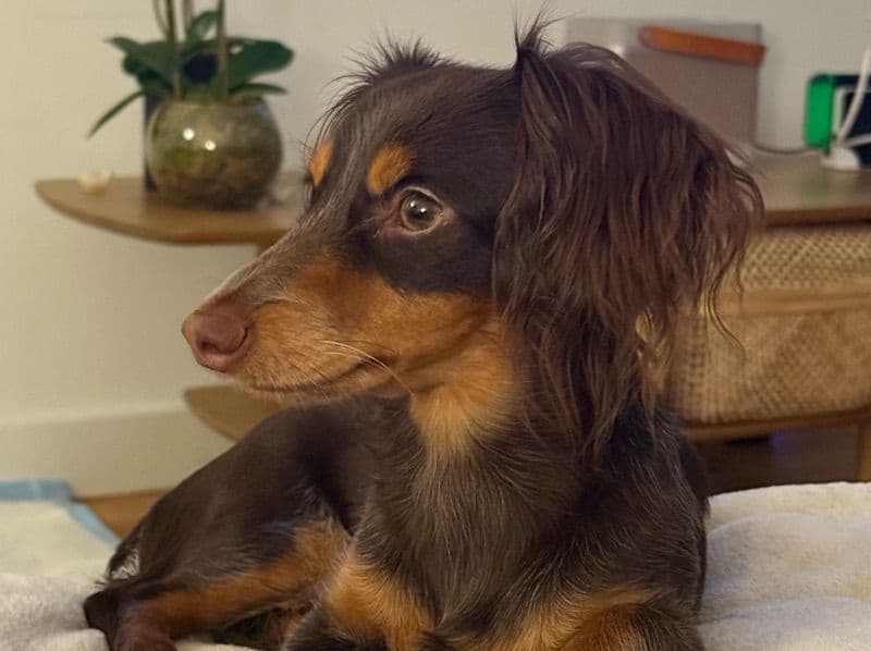 Miniature Dachshund 1 year 4 months old female small named Pipa for breeding | Petmeetly