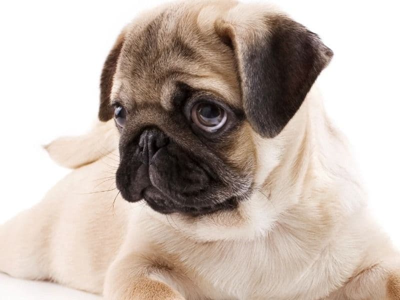 Affenhuahua 2 months old male small named Julie for breeding in Laguna, Calabarzon | Petmeetly