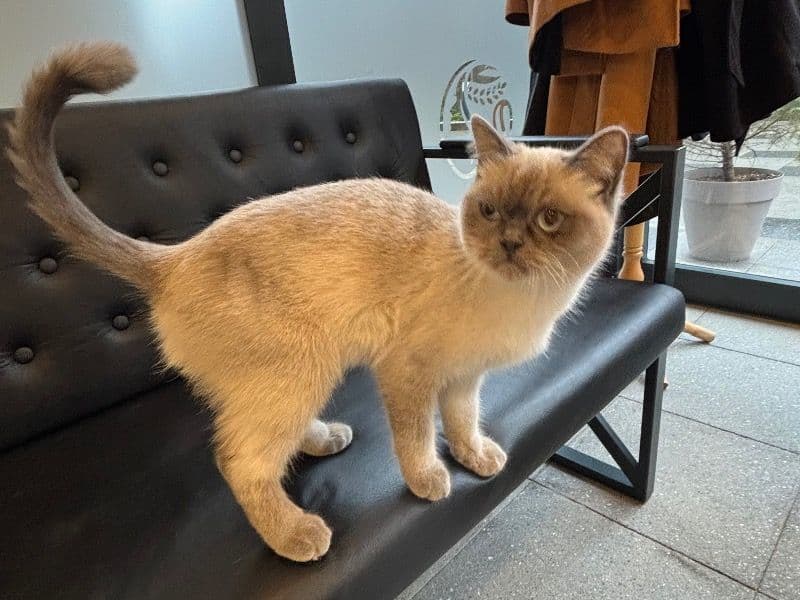 Domestic Medium Hair 8 months old female named Miya for breeding in Sancaktepe, İstanbul | Petmeetly