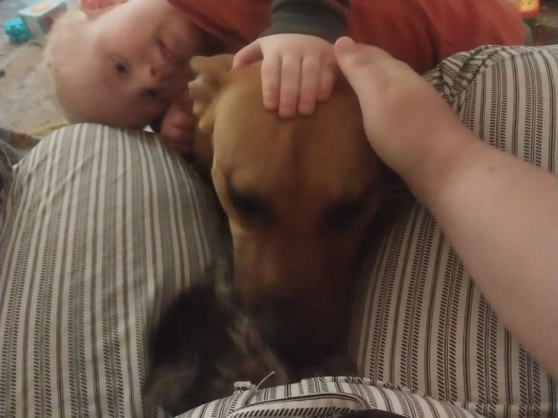 Blue nose Pitbull 1 year 7 months old male medium named Cash for breeding in Stark County, Ohio | Petmeetly