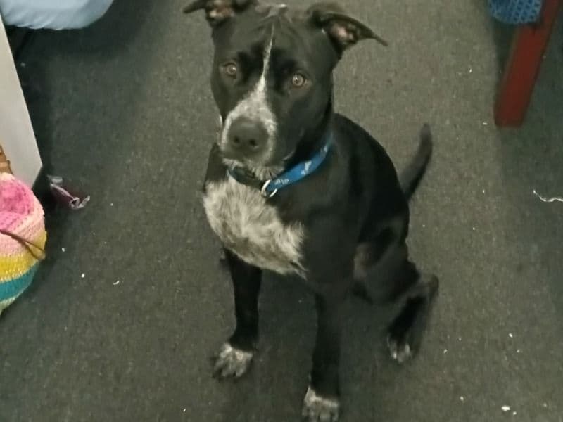 American PitBull Terrier 1 year 4 months old male large named Midnight for breeding in Orange County, Florida | Petmeetly