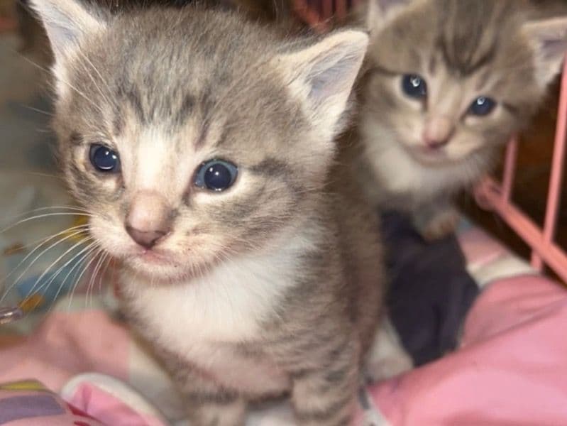 Ragdoll 3 months old female named Kitten for sale in Monroe County, New York | Petmeetly