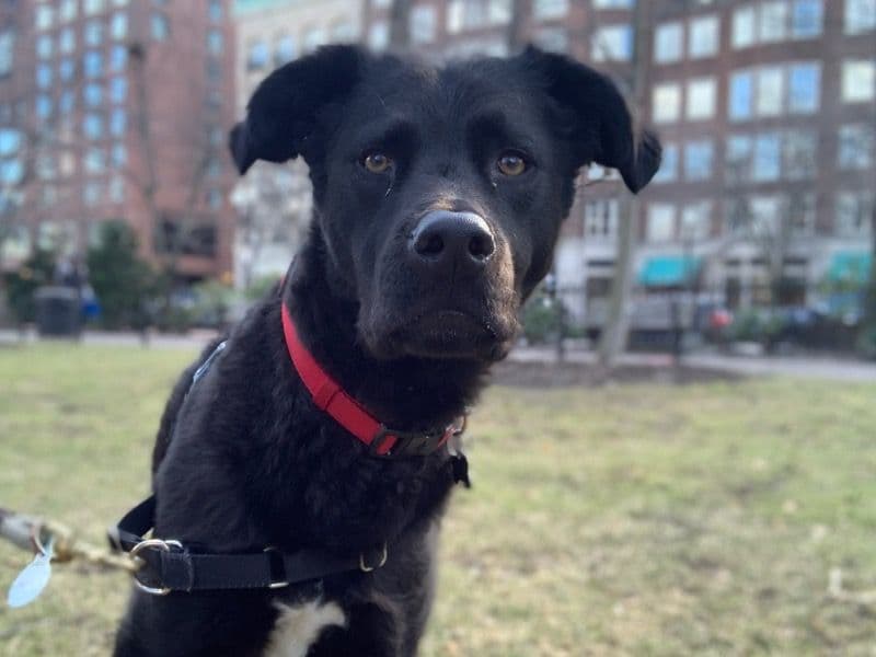 Labrador Retriever 9 years 3 months old male large named Jules for adoption in Norfolk County, Massachusetts | Petmeetly