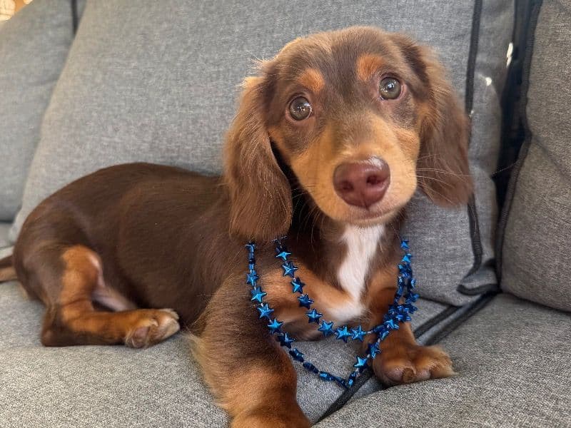 Miniature Dachshund 9 months old male small named Tucker for breeding in Allegheny County, Pennsylvania | Petmeetly