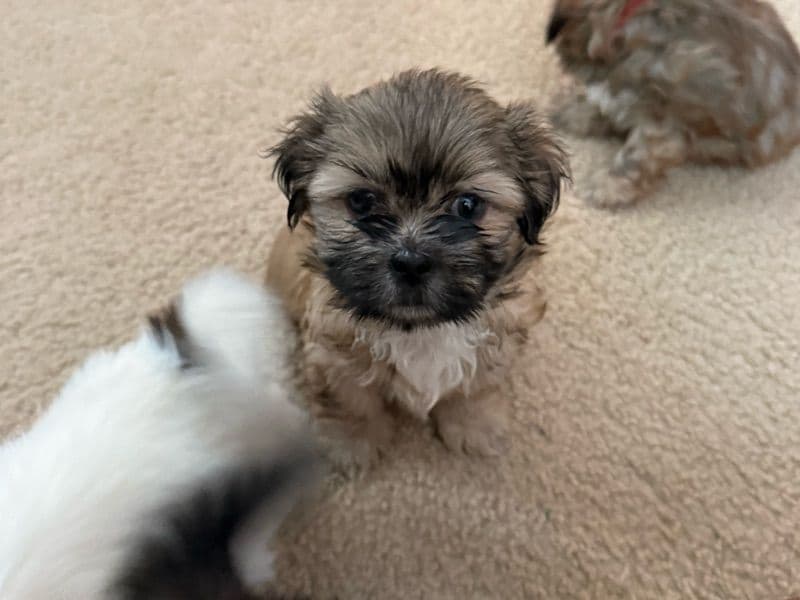 Shih Tzu 1 month old male small named River for sale in Prince William County, Virginia | Petmeetly