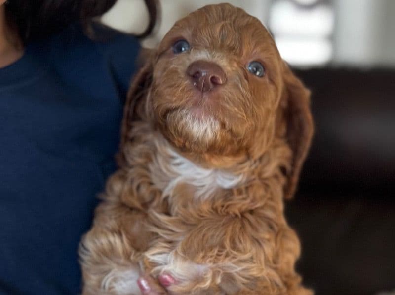 Goldendoodle 2 months old male medium named Bruno for adoption in Tarrant County, Texas | Petmeetly