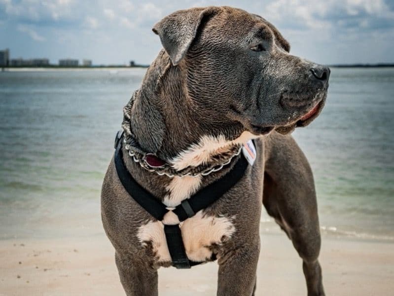 Blue nose Pitbull 2 years 4 months old male large named Moose for breeding in Seminole County, Florida | Petmeetly