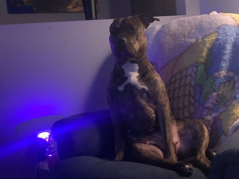 American Bully 4 years old female large named Rosie for breeding in Prescott and Russell United Counties, Ontario | Petmeetly