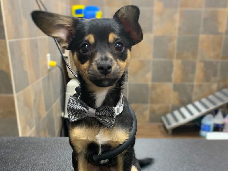 Jack Chi 4 years 1 month old male small named Travis Scott for breeding in Middlesex County, Ontario | Petmeetly