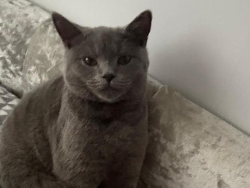 British Shorthair 8 months old male named Grayson for breeding in Merseyside, England | Petmeetly