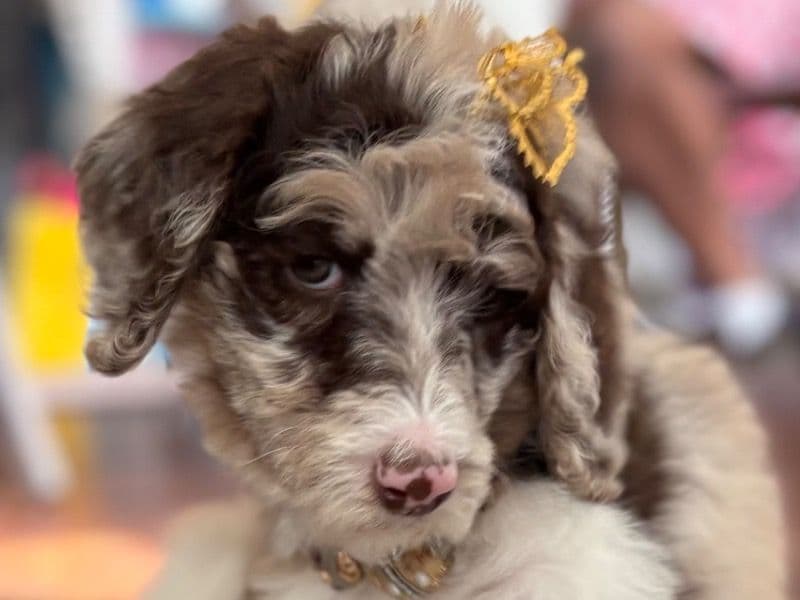 Standard Poodle 1 month old female large named Brew for sale in Dallas County, Texas | Petmeetly