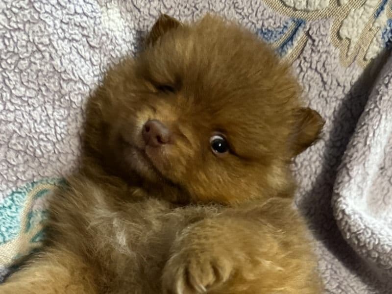 Pomeranian 1 month old male small named Yogi for sale in King County, Washington | Petmeetly