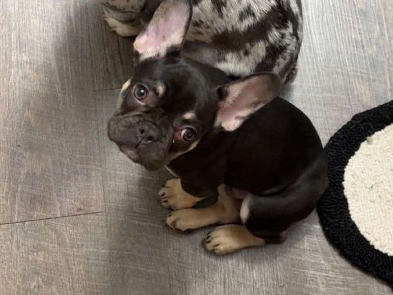 French Bulldog 8 months old male medium named Taz for breeding in Whitfield County, Georgia | Petmeetly