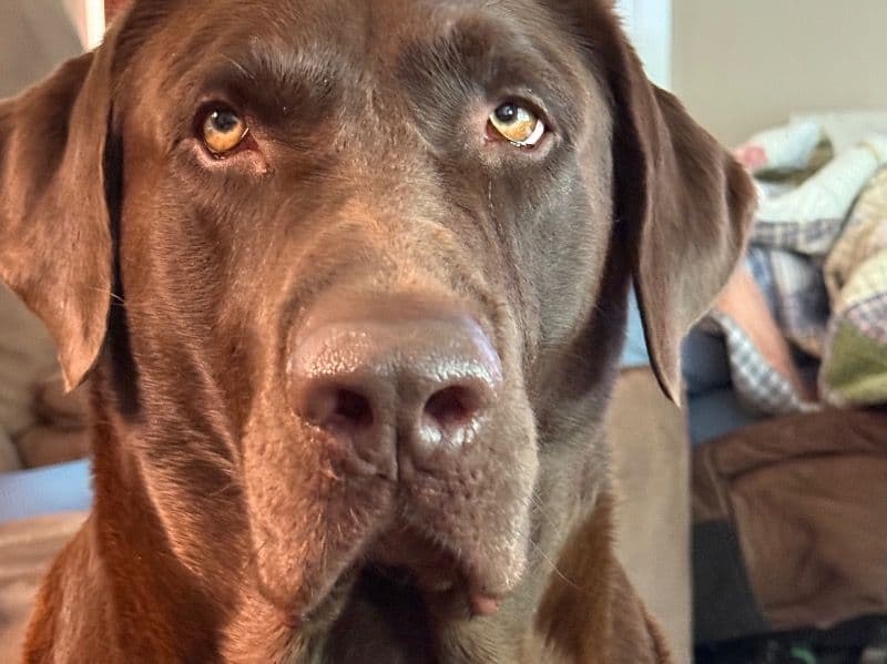 Labrador Retriever 4 years 9 months old male extra large named Chief for breeding in Greene County, Tennessee | Petmeetly