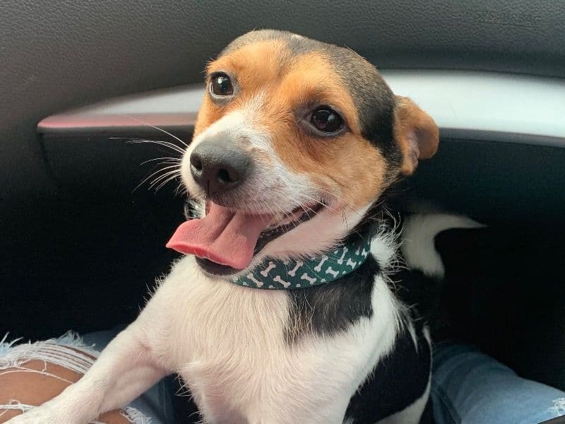 Jack Russell Terrier 6 years 5 months old male small named Kyrie for breeding in Kings County, New York | Petmeetly