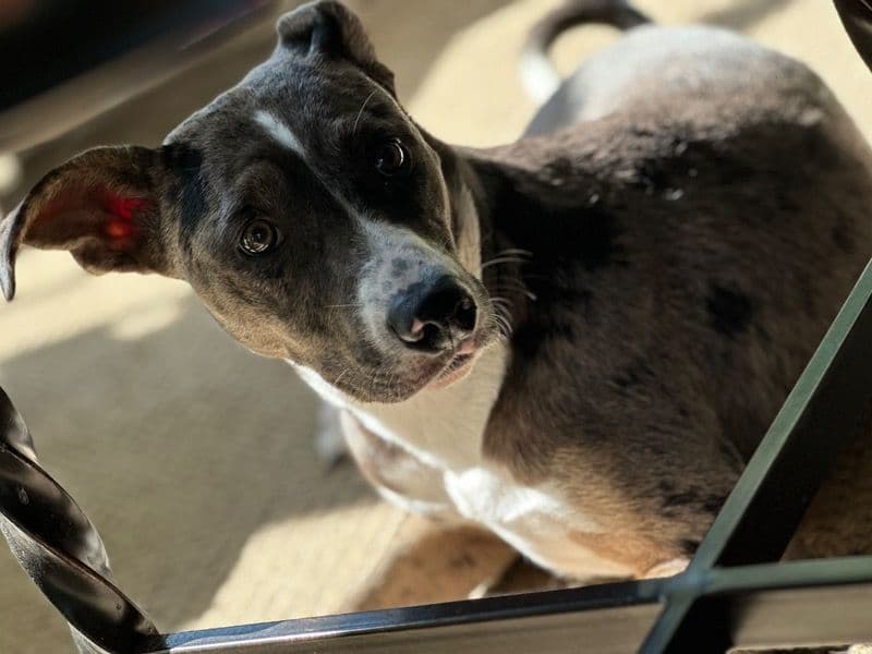 Catahoula Leopard Dog 2 years 5 months old female medium named Dixie for breeding in Lake County, Florida | Petmeetly