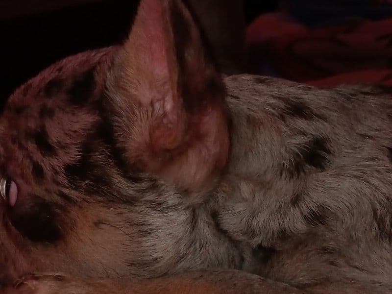 French Bulldog 1 year 2 months old male medium named Bluey for breeding in Dallas County, Texas | Petmeetly