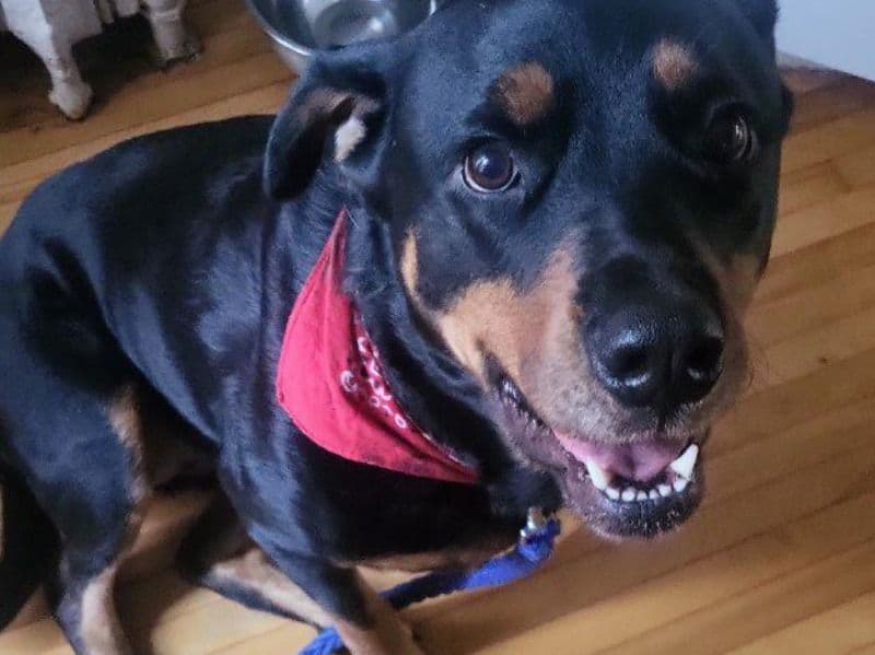 Rottweiler 4 years 3 months old female large named Stella for breeding in Saint John, New Brunswick | Petmeetly